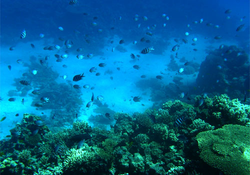 Батискаф. Подводный мир Красного моря